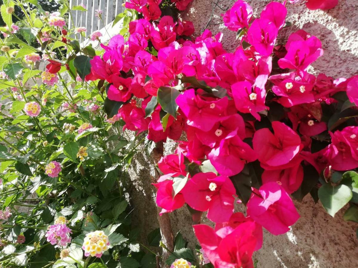 Villa Luka Dubrownik Zewnętrze zdjęcie